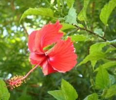 Hibiscus rosasinensis